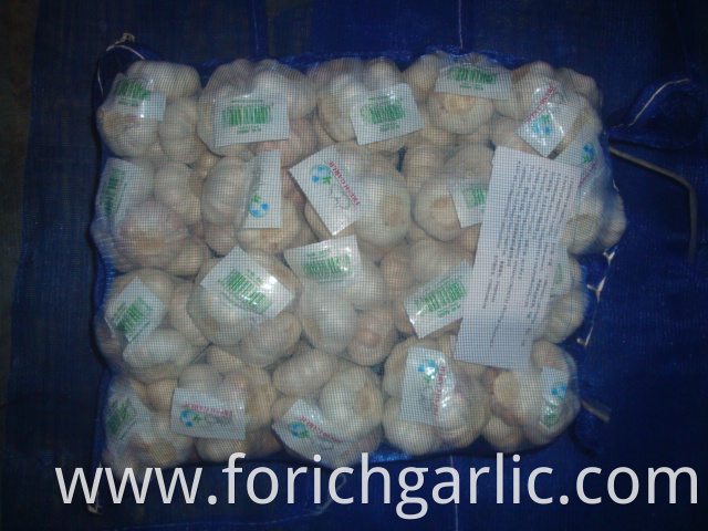 500g Normal White Garlic